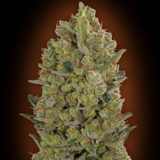 00 Cheese Auto Feminizovaná