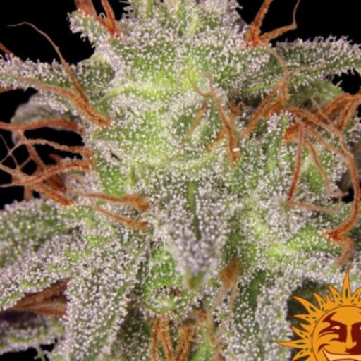 Amnesia Lemon Feminizovaná