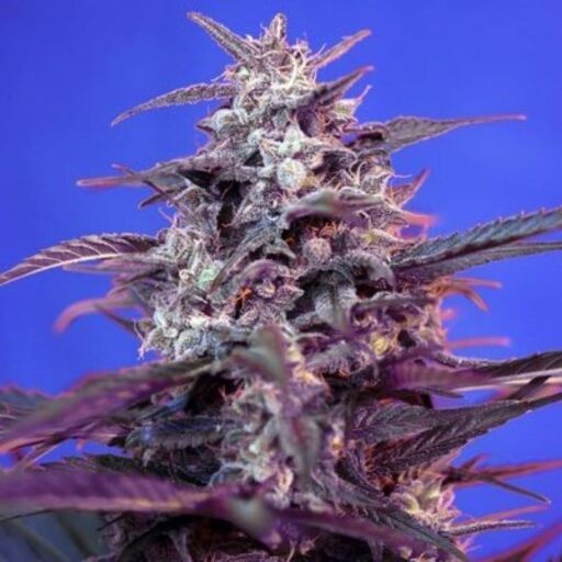 Bloody Skunk Auto Feminizovaná