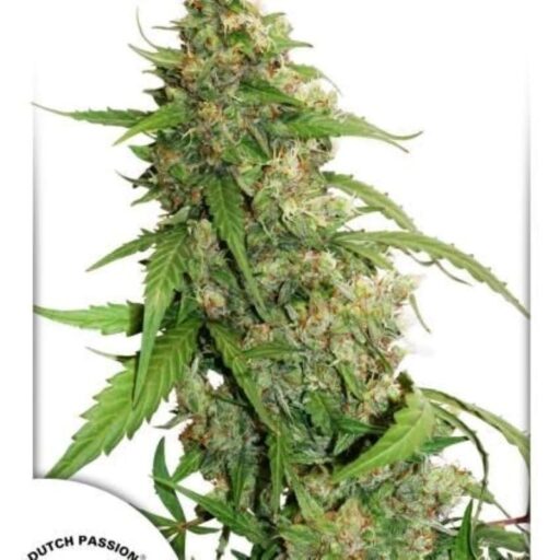 Compassion Lime CBD Auto Feminizovaná