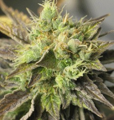 Double Diesel Ryder AUTO Feminizovaná