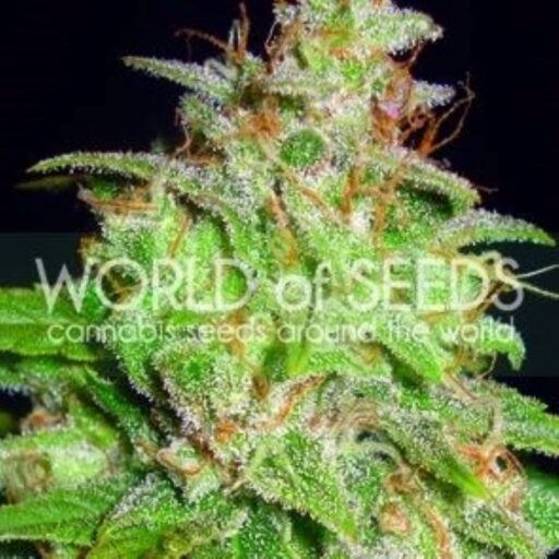 Mazar x White Rhino Feminizovaná