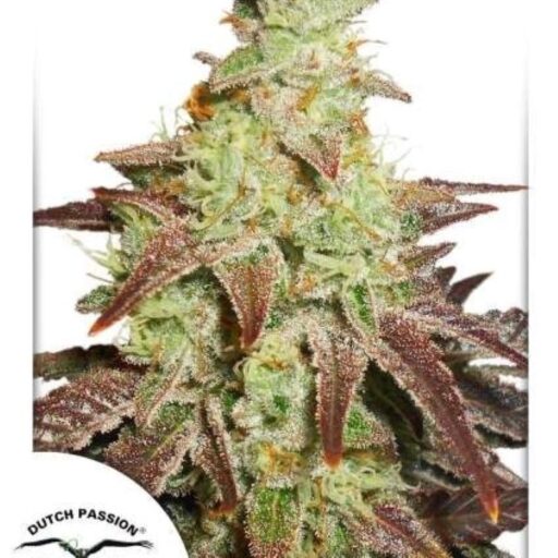 Night Queen Auto Feminizovaná