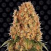 Orange Sherbert Feminizovaná