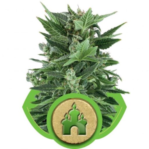 Royal Kush Auto Feminizovaná