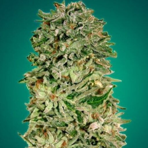 Shark Widow CBD Feminizovaná
