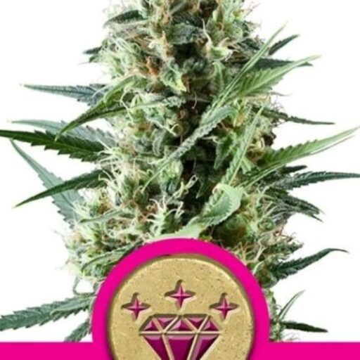 Special Kush #1 Feminizovaná
