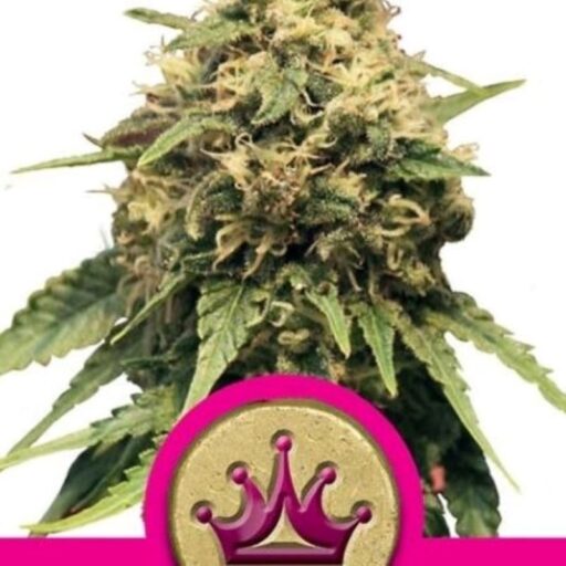 Special Queen #1 Feminizovaná