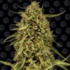 Widow Remedy Regulérní