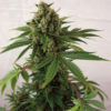 Blue Cheese Auto Feminizovaná