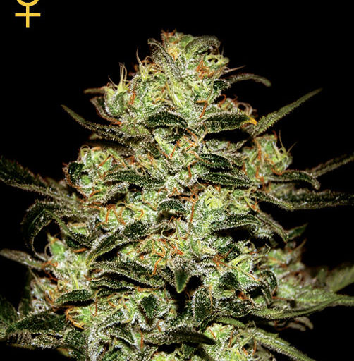 Moby Dick Auto Feminizovaná
