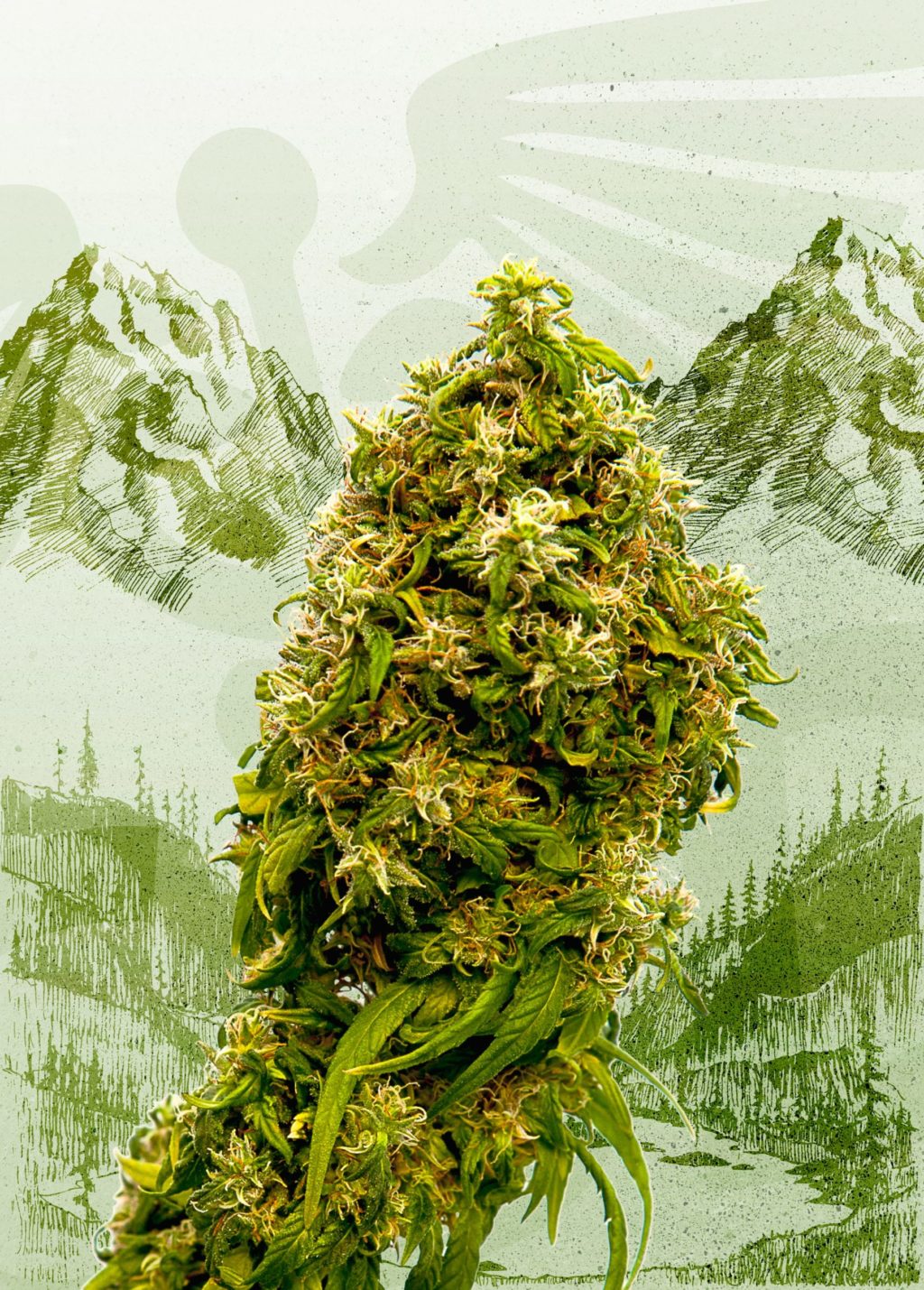 Swiss Dream CBD Feminizovaná