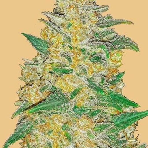 Original AK Auto Feminizovaná