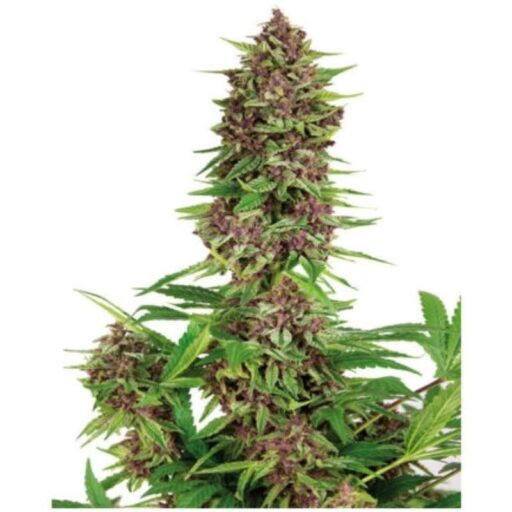 Purple Kush Feminizovaná