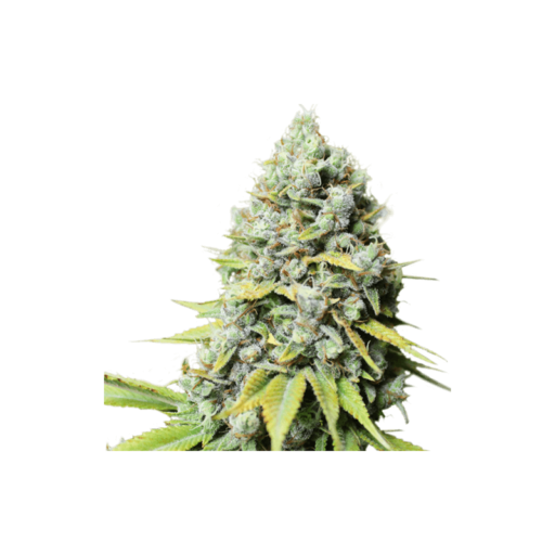 Kosher Haze Regulérní