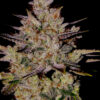 Wedding Cake Auto Feminizovaná