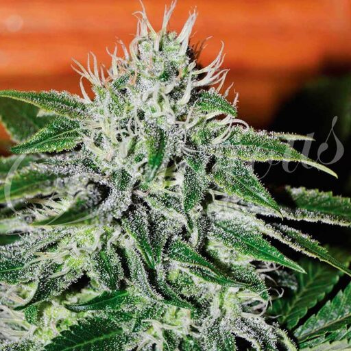 Critical Jack Herer Feminizovaná