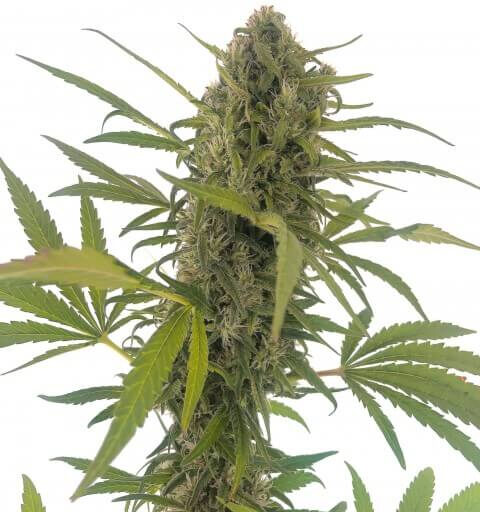 Gorilla Snow Ultra CBD Feminizovaná