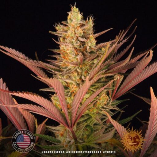Blue Sunset Sherbert Feminizovaná