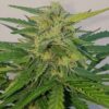Blueberry Cheesecake Auto Feminizovaná
