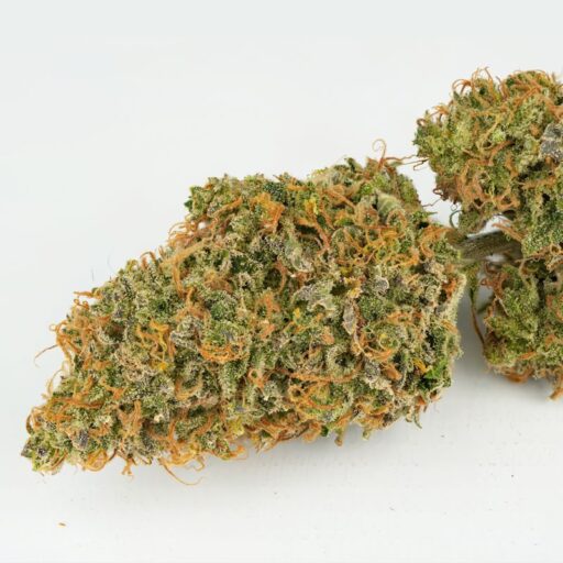 Mokum’s Tulip Auto Feminizovaná