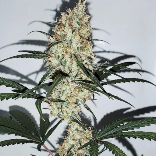 Grape Amnesia Feminizovaná