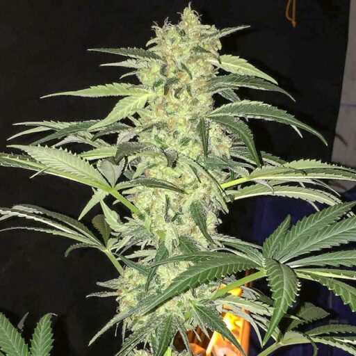 S.A.G.E. CBD Feminizovaná