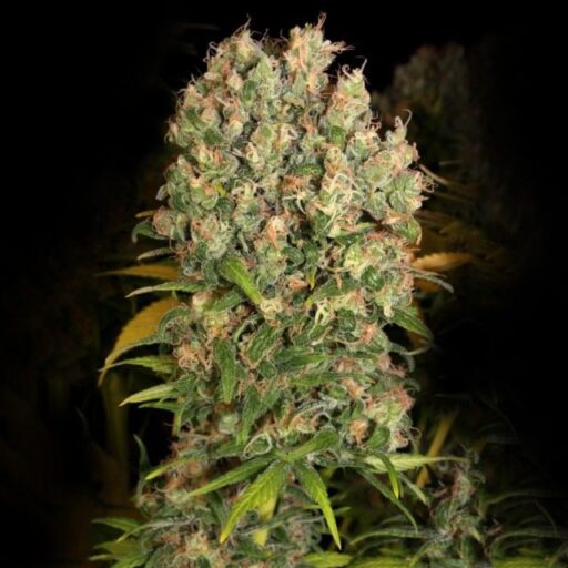 Warlock CBD Feminizovaná