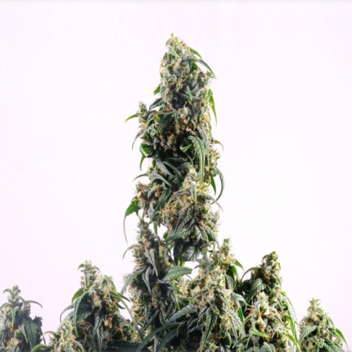 Vinnie CBD-V Auto